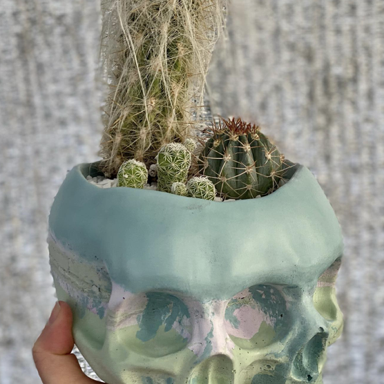 dirty cactus