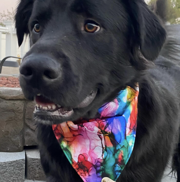 bark bandanas