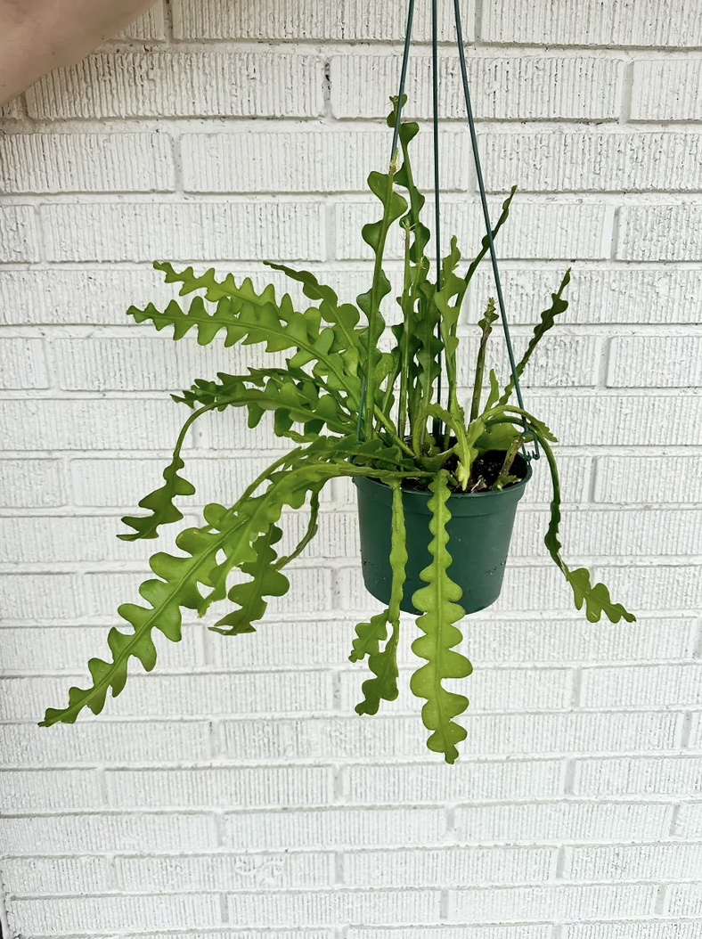 the greenery co.