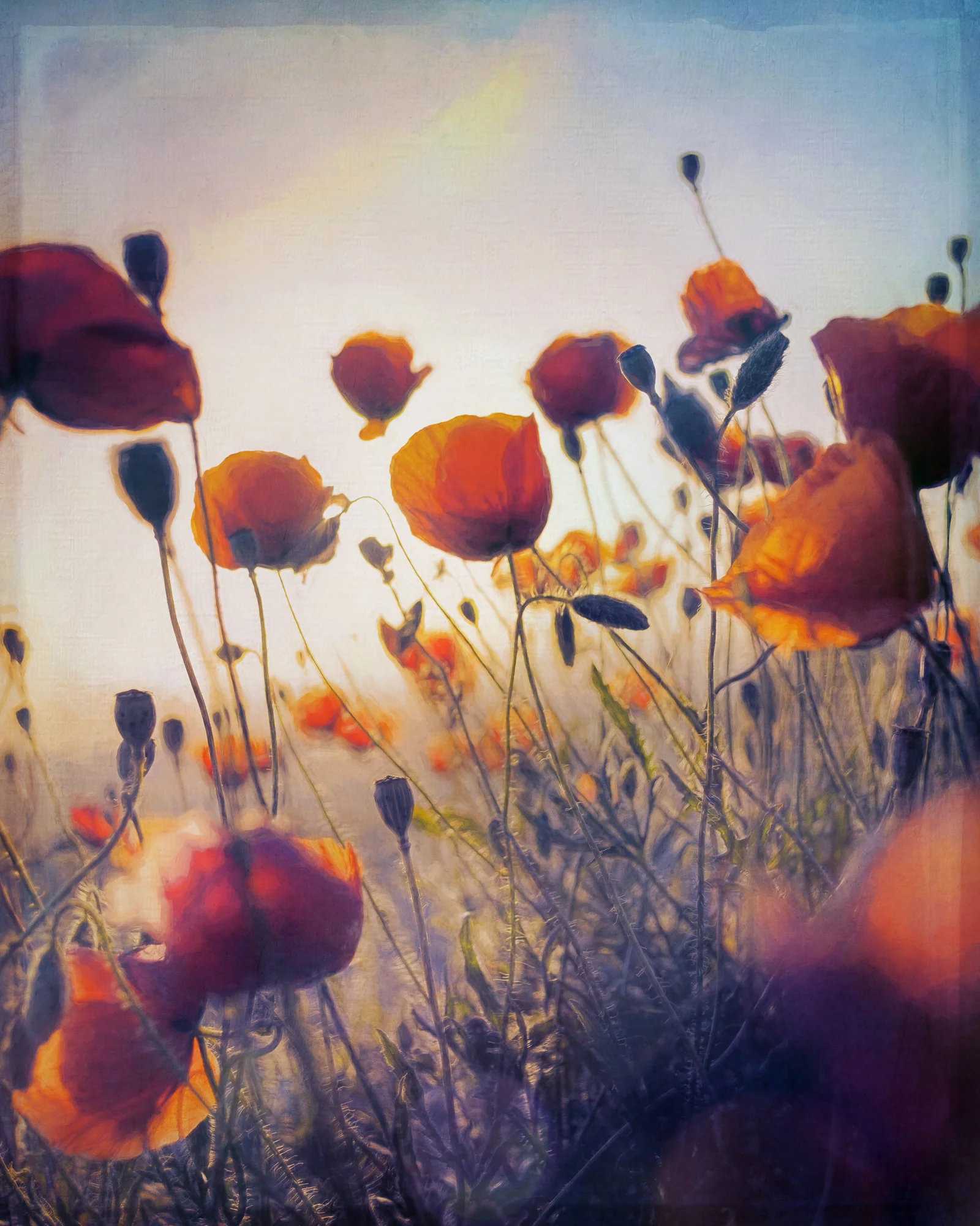Poppies3-46.jpg