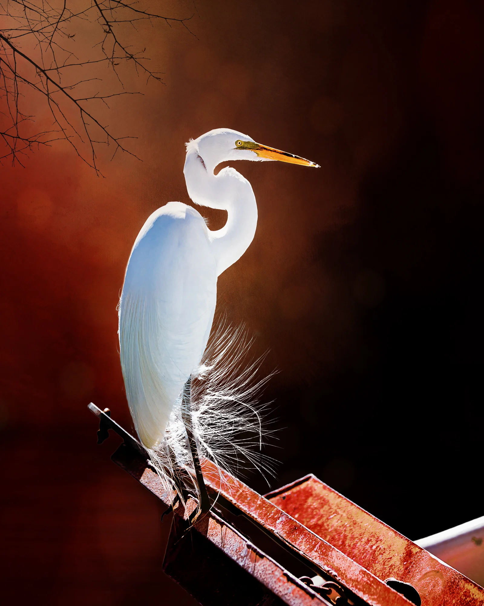 Egret 5-81.jpg