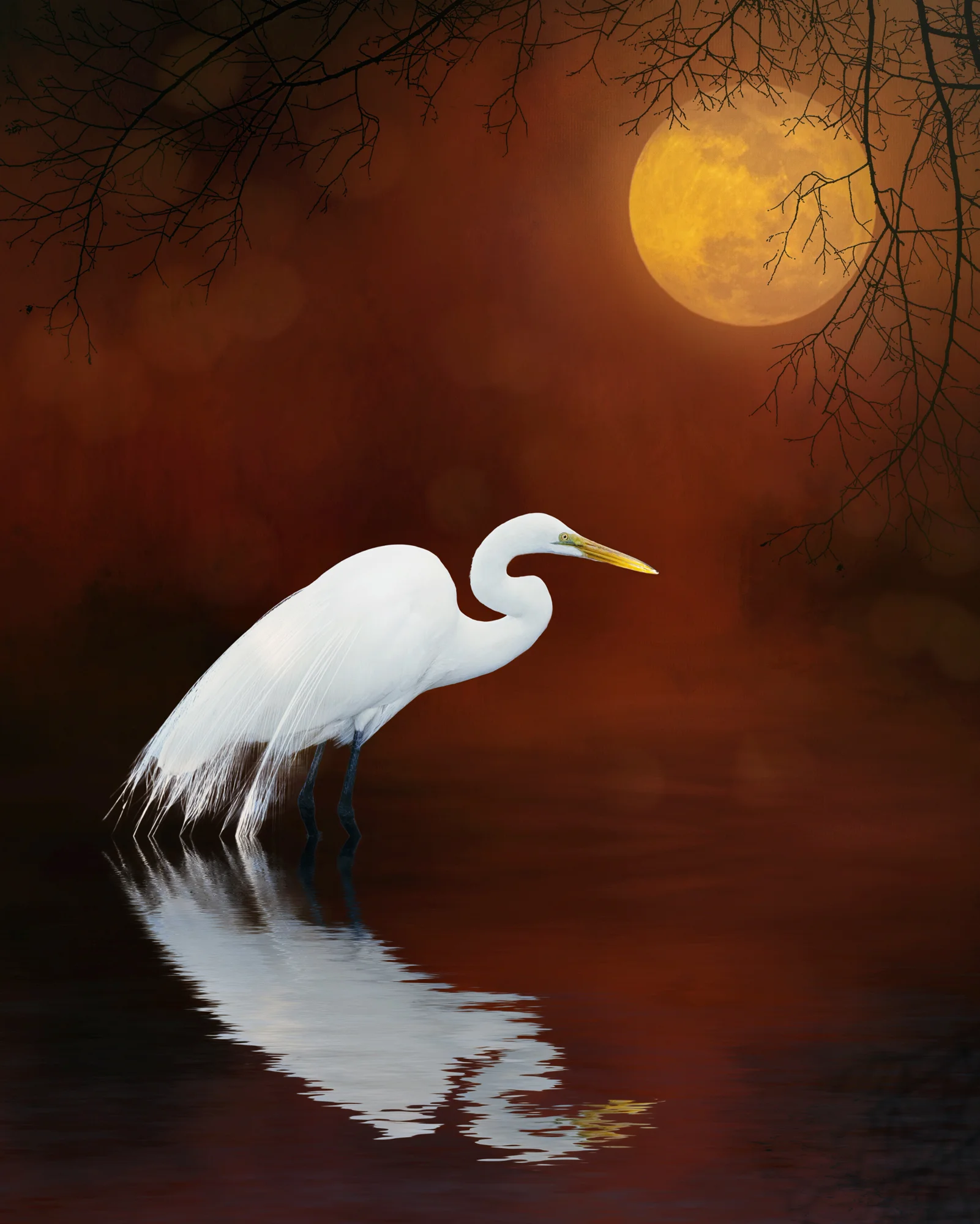 Egret 4-88.jpg
