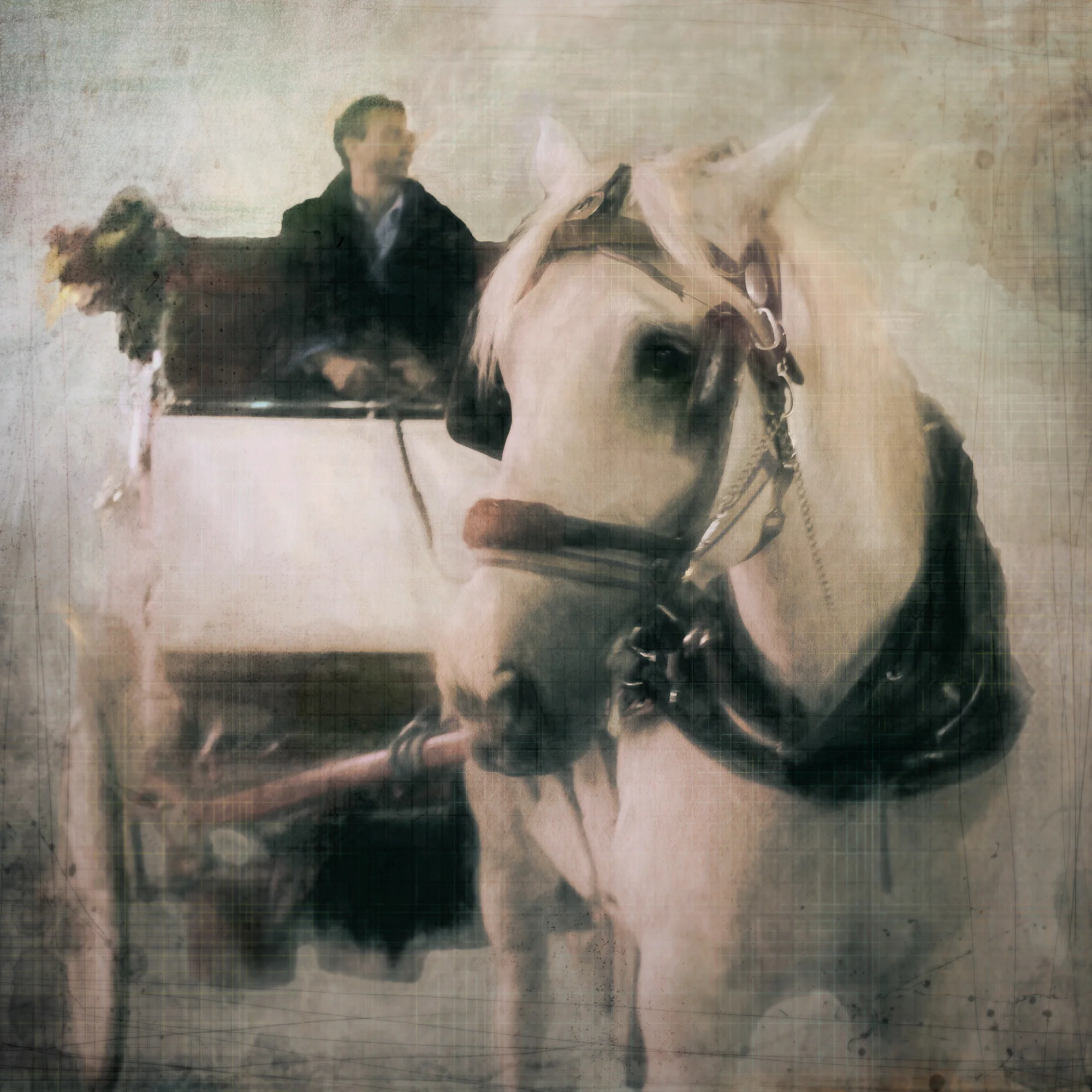 New York Horse-100.jpg