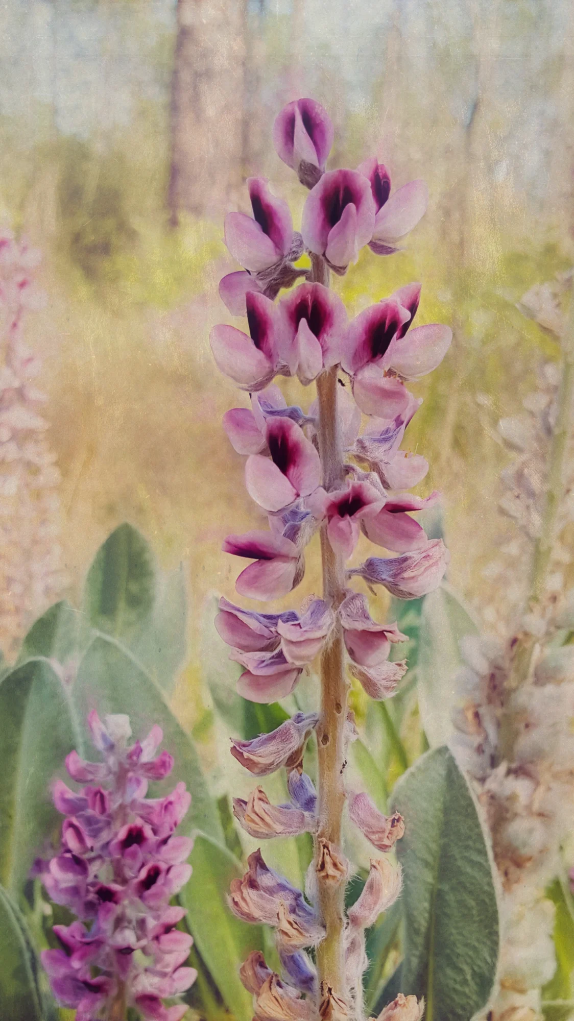 Wild Flower-1-137.jpg