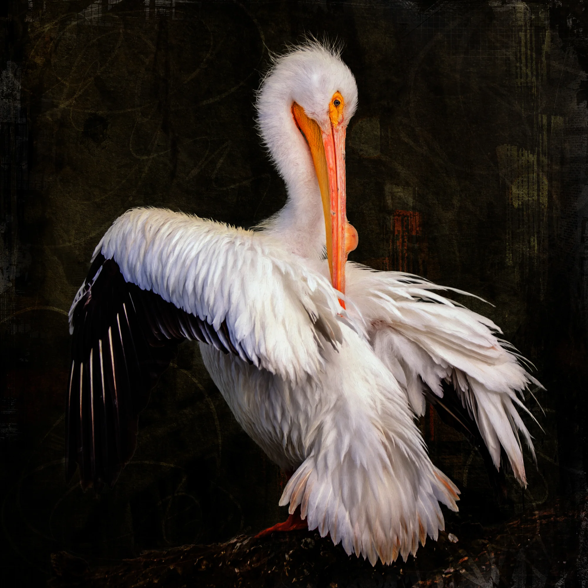 White Pelican-206.jpg