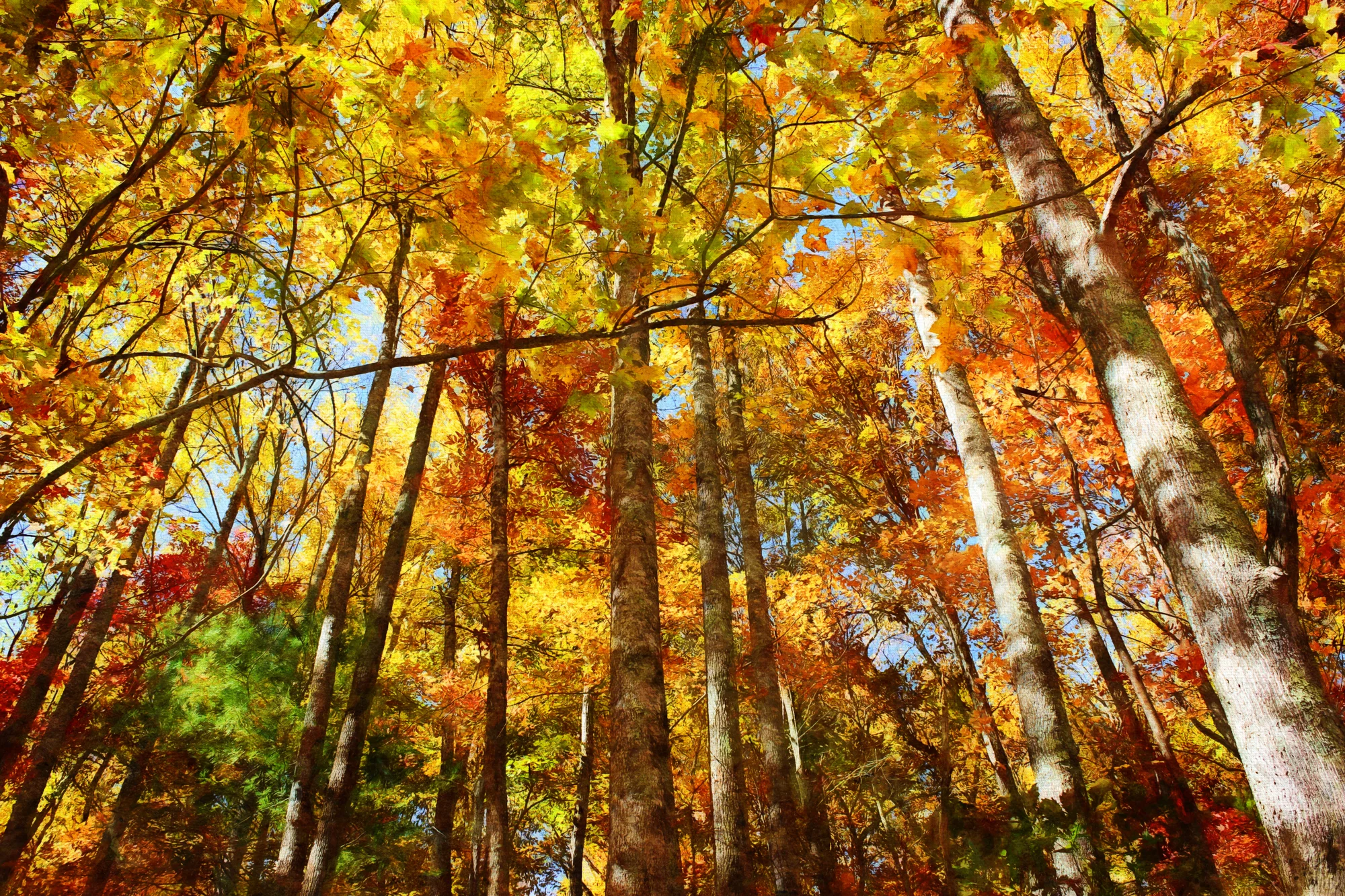 Fall Colors Painted-239.jpg