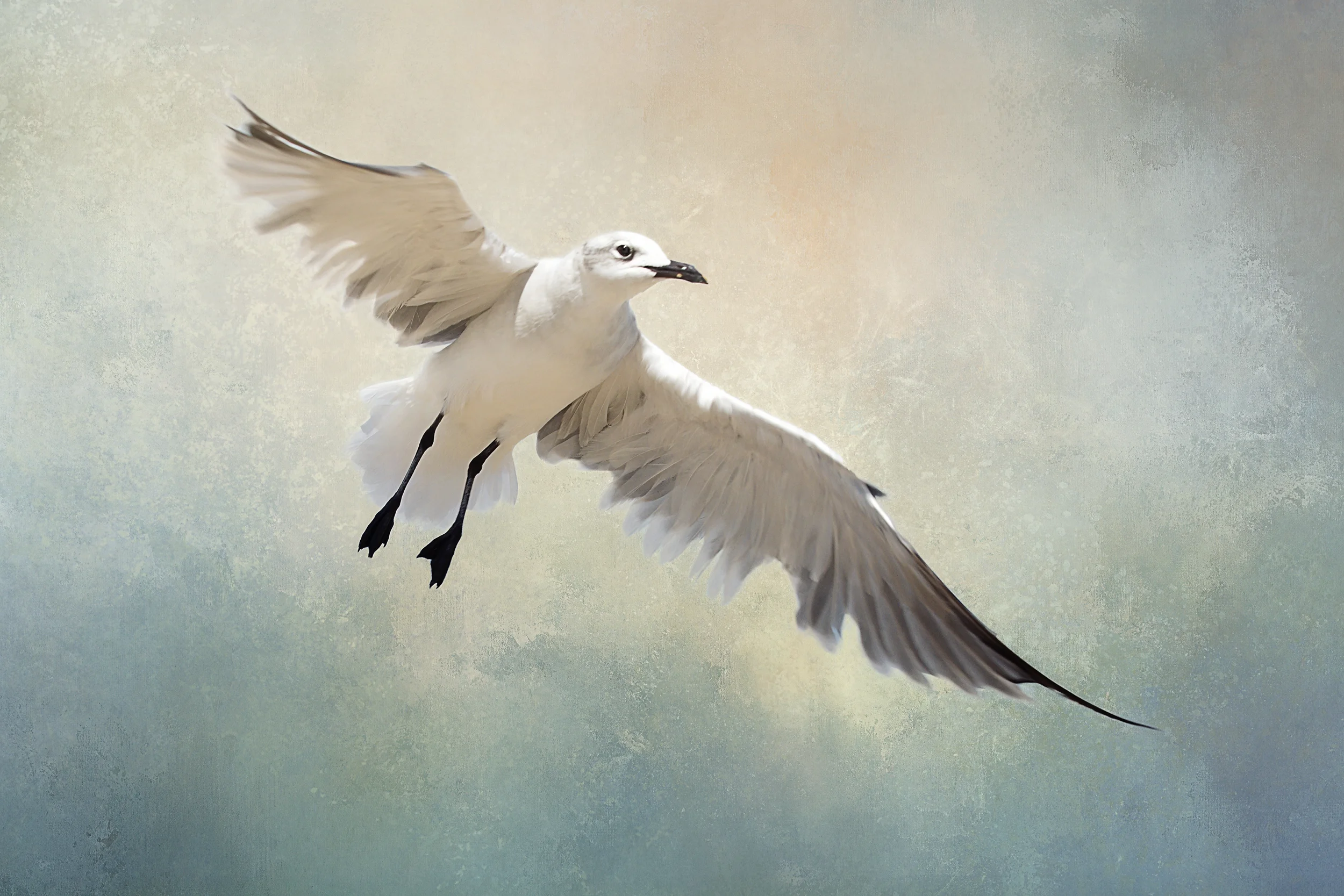 Seagull (small).jpg