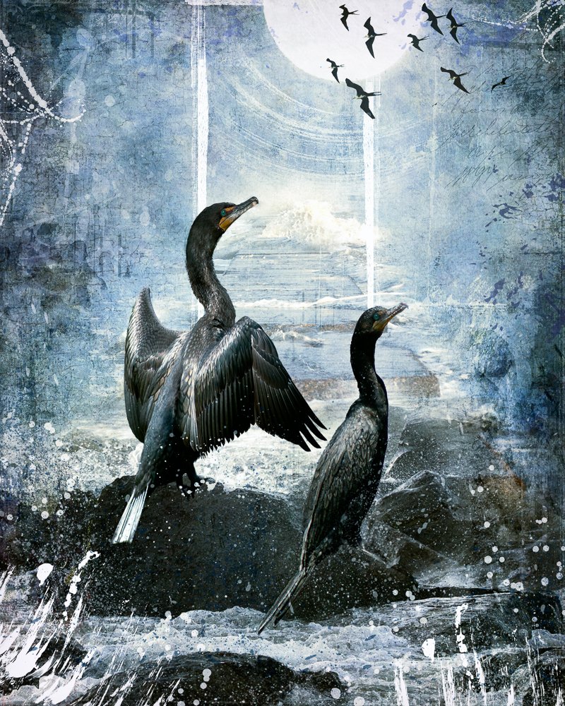 Cormorants.jpg