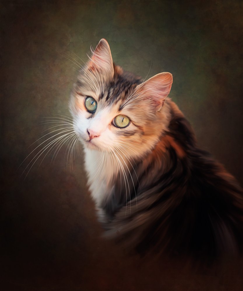 Portrait of a Kitty.jpg