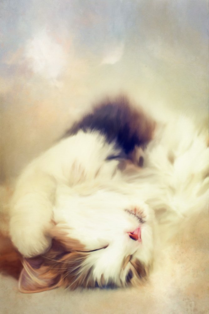 Sleeping Kitten.jpg