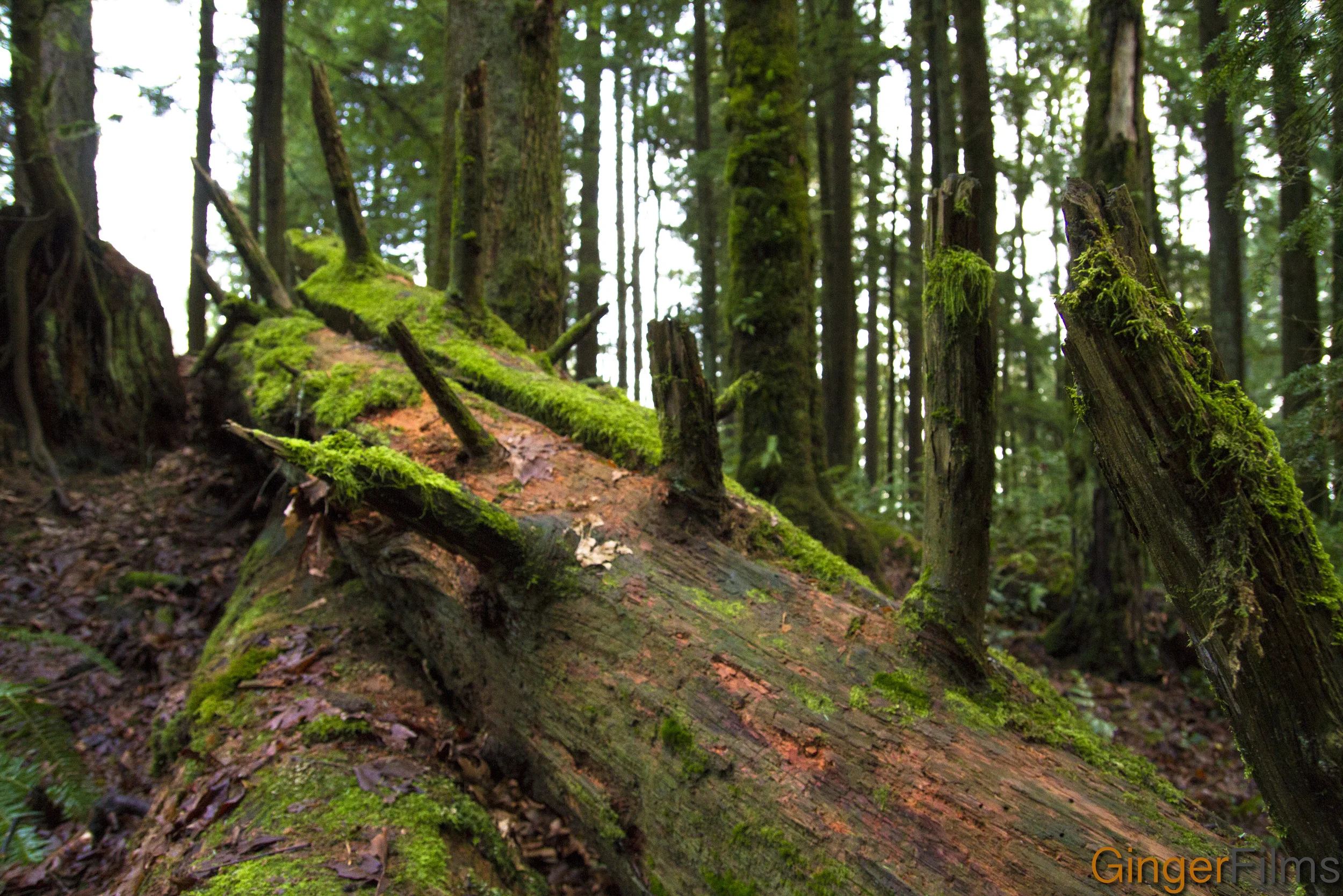 Twisted Timber