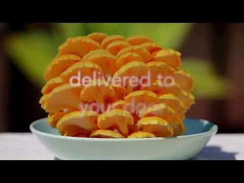 Morro Bay Mushrooms 60 sec