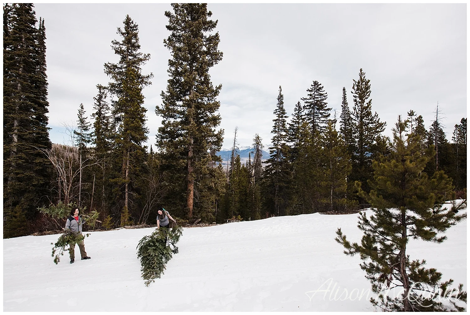 tree_winterpark_17_AMP_0024.jpg