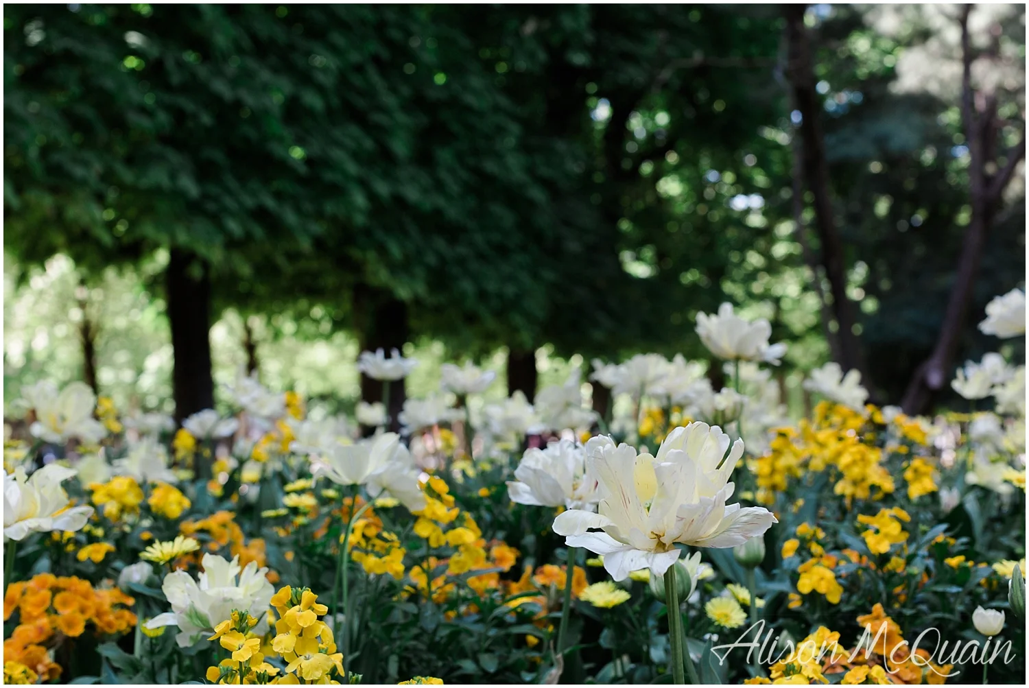 Luxembourg Gardens 