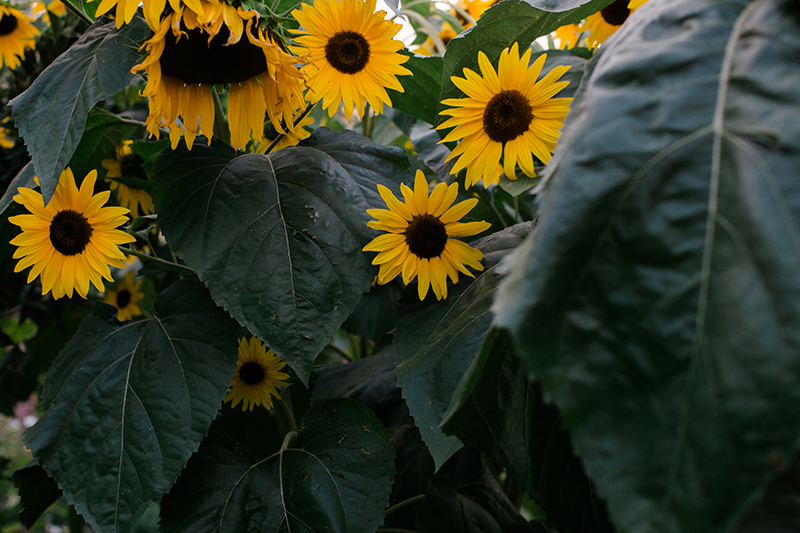 claire_family_2_8_2018_DenverBotanicGardens_AMP-TC3A7048B.png