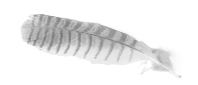 Owl feather photo in black and white.
