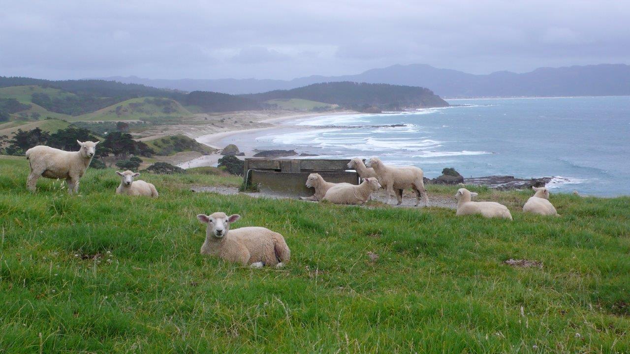 Tawharanui Regional Park