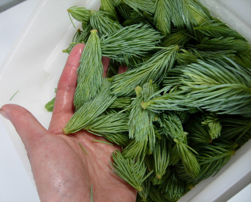 our foraged spruce shoots!