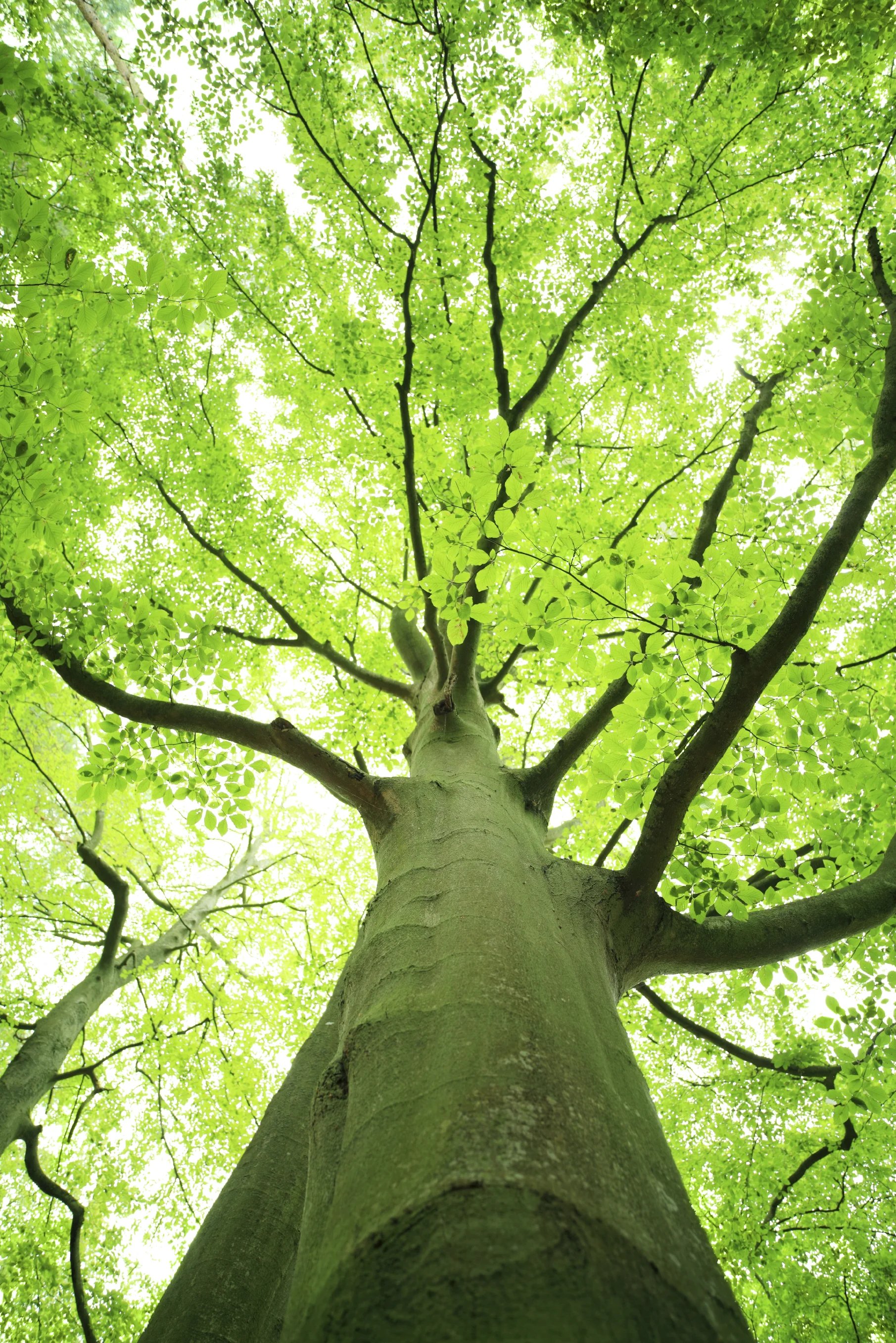 tree green looking up.JPG