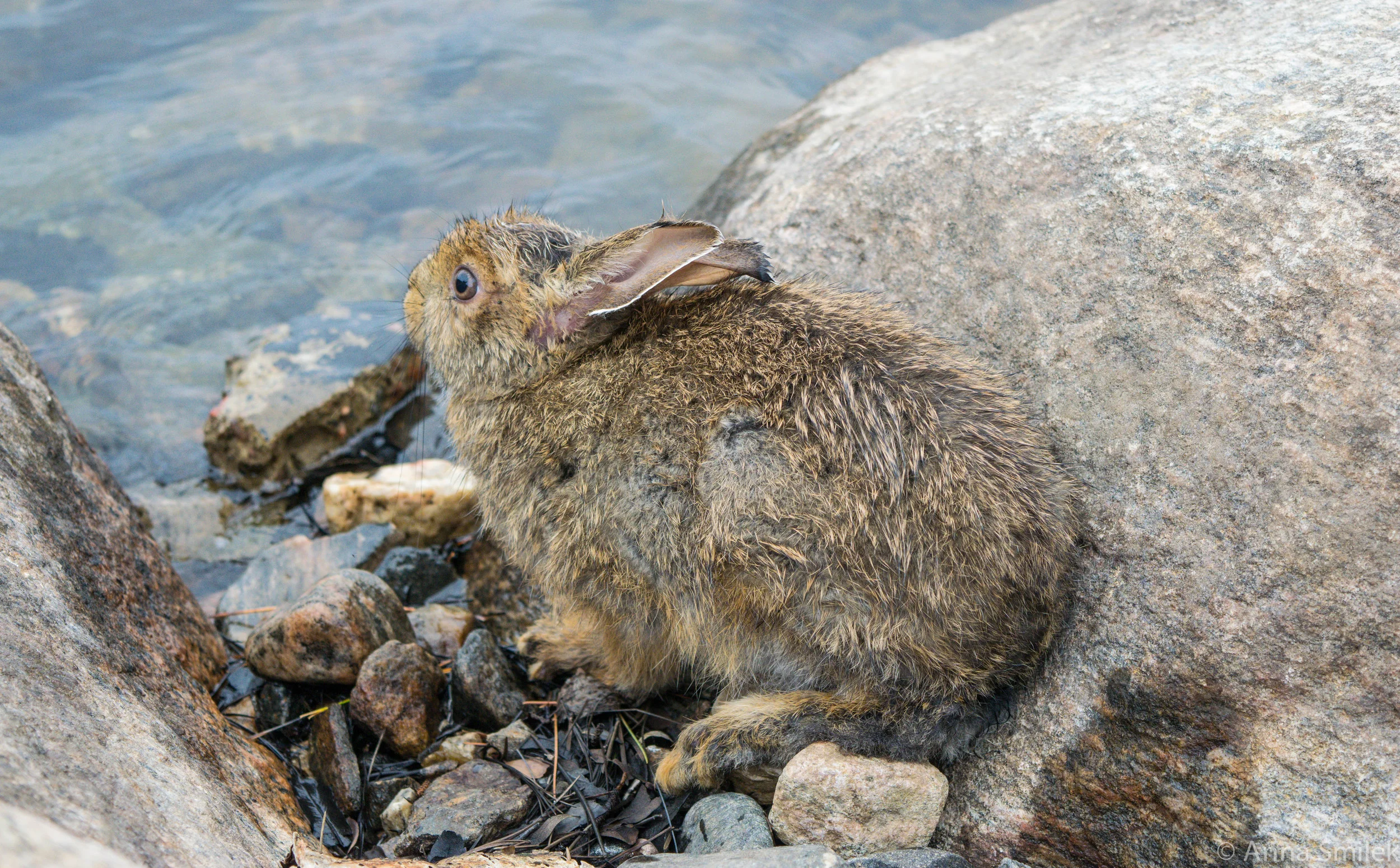 This is the bunny. Photo by Anna Smilek