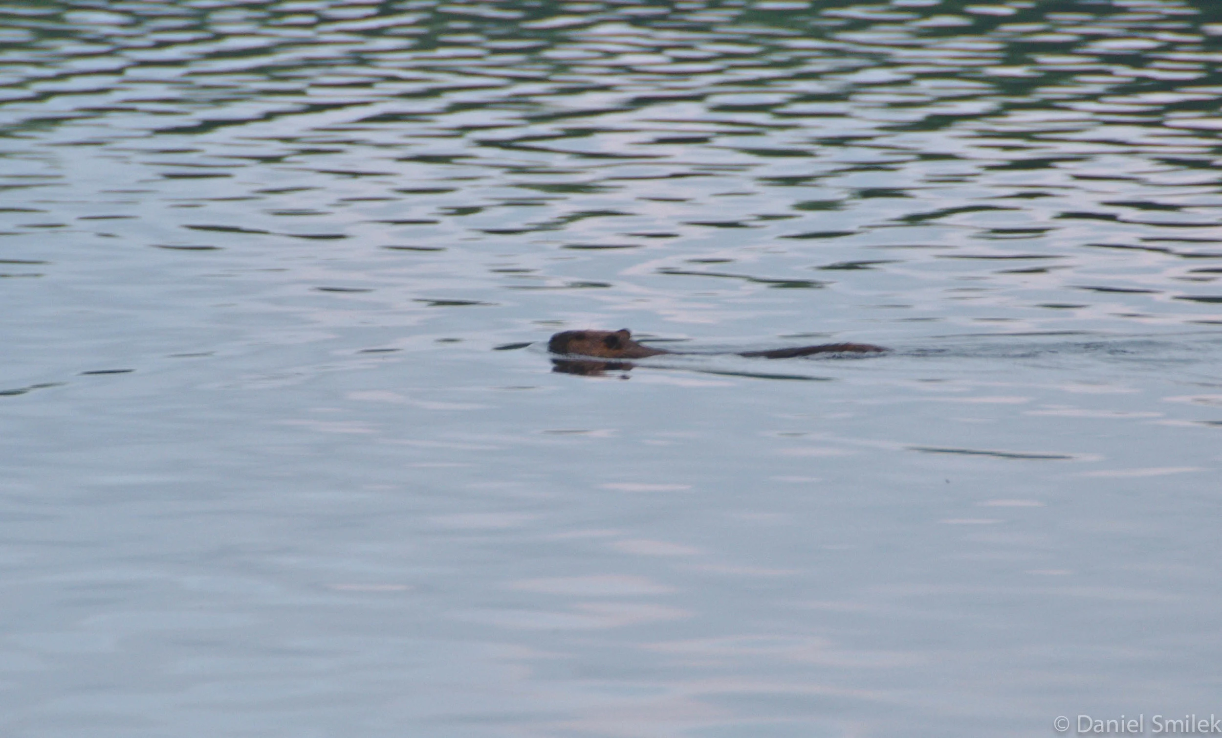 This is likely the offending beaver.