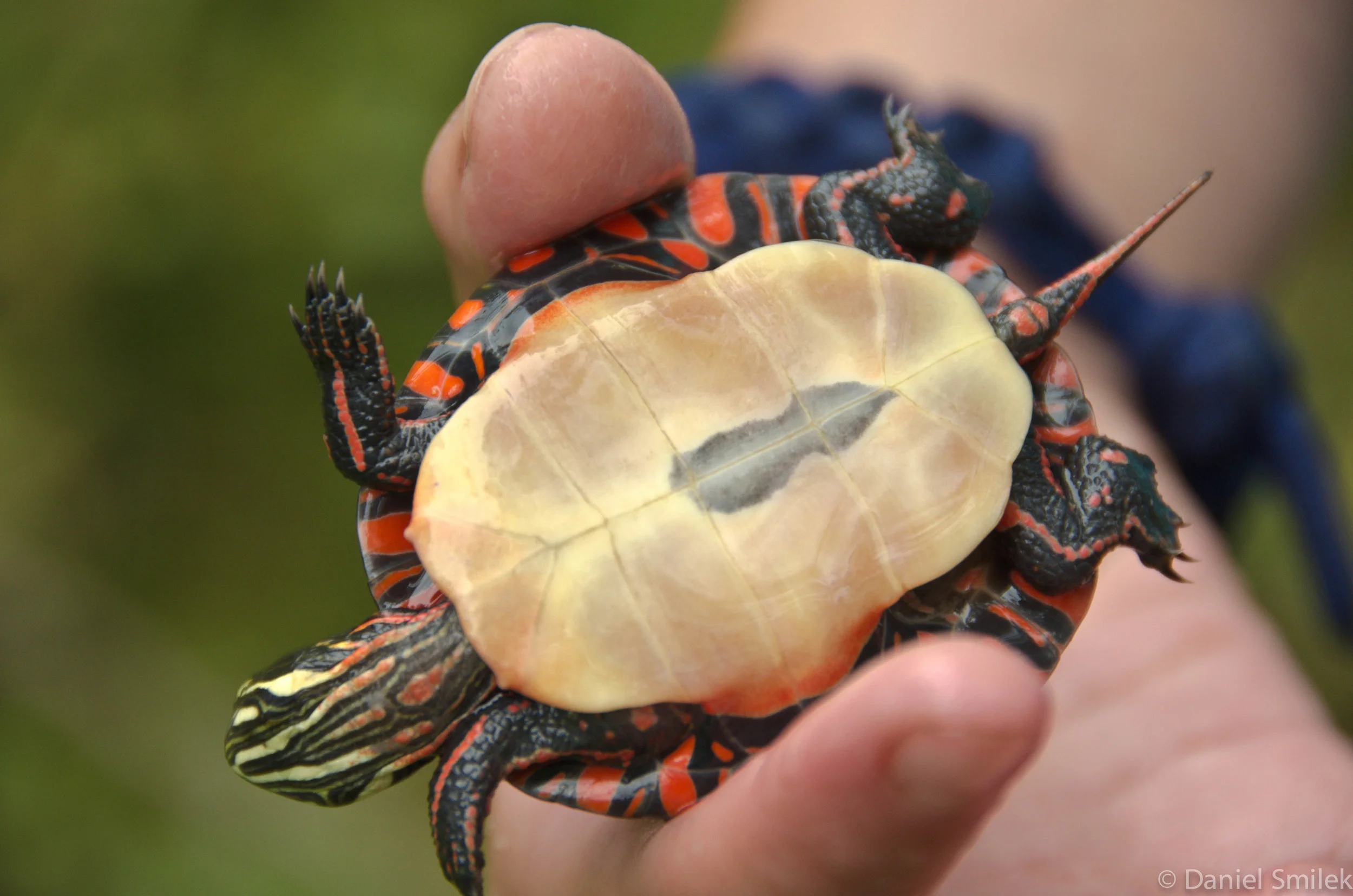 The bottom of the painted turtle.