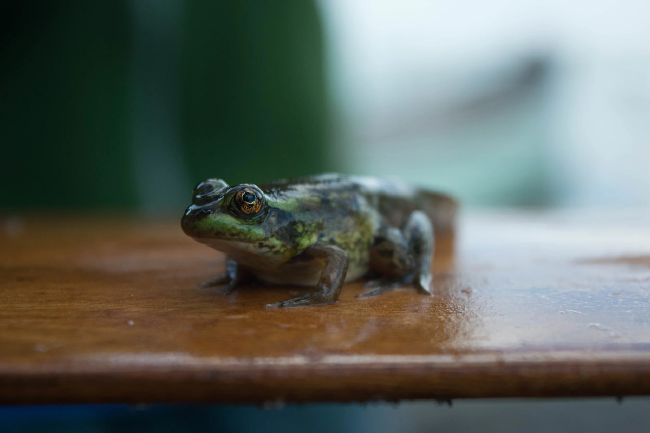 DSC_0052-2.jpg