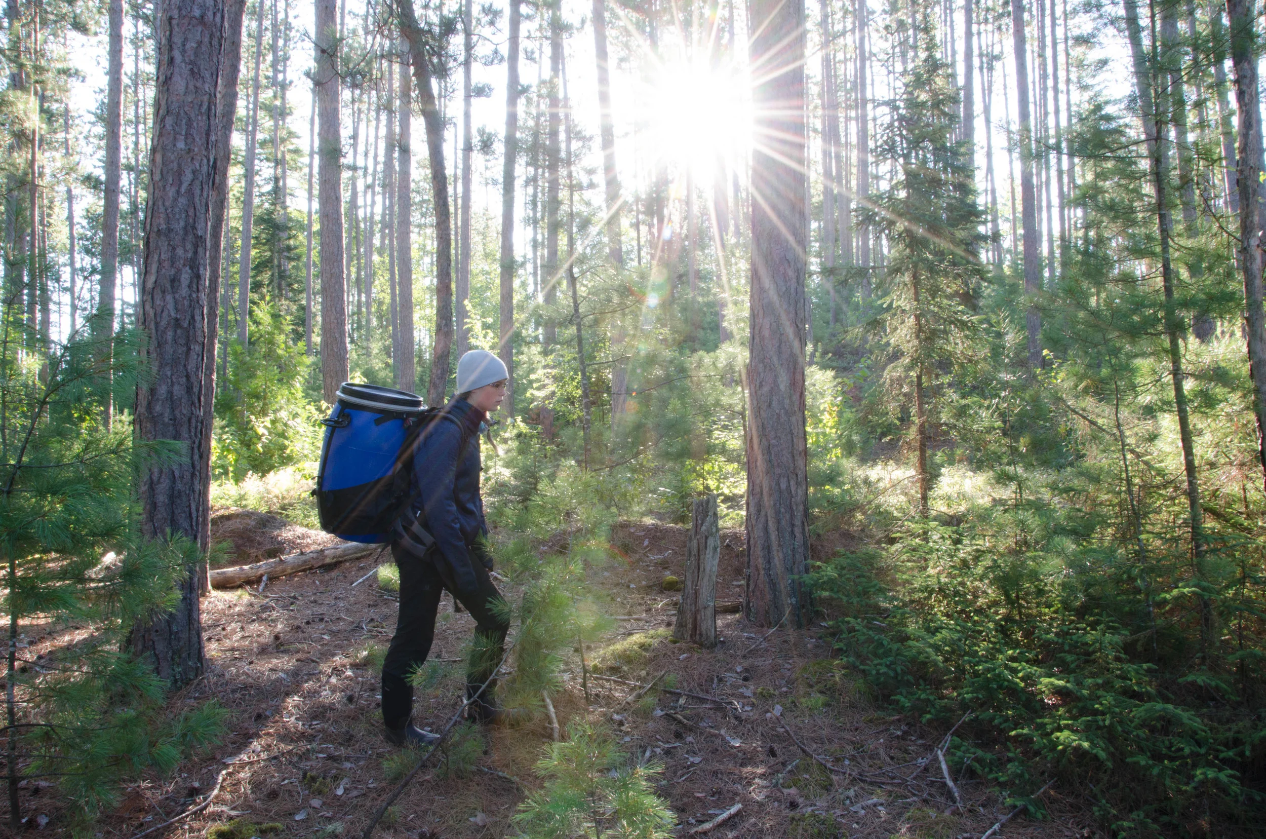 Anna carrying the food barrel out of the forest on a sunny morning.