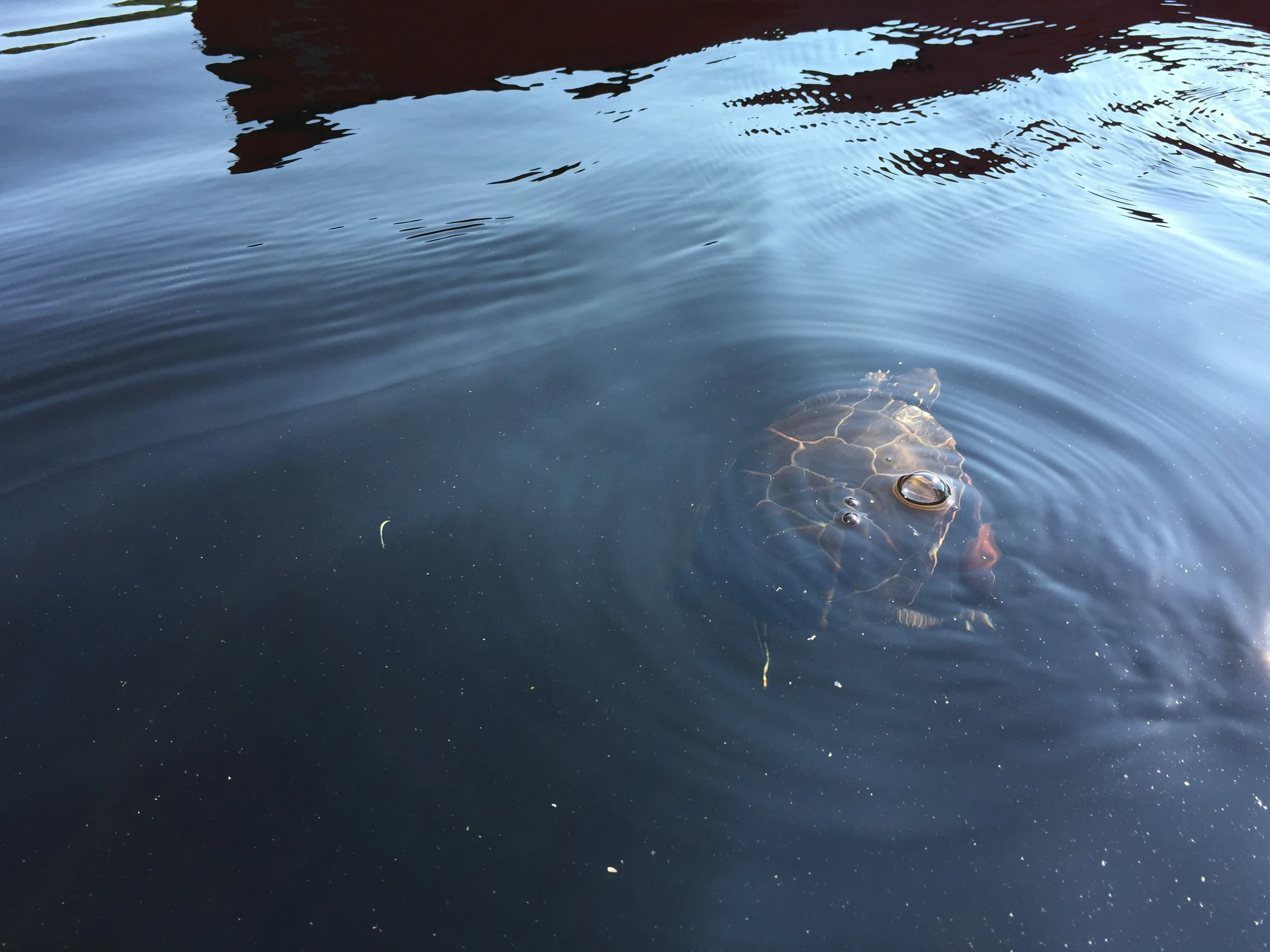 "Zoom" the turtle trying to swim with a clam stuck to his right forefoot..