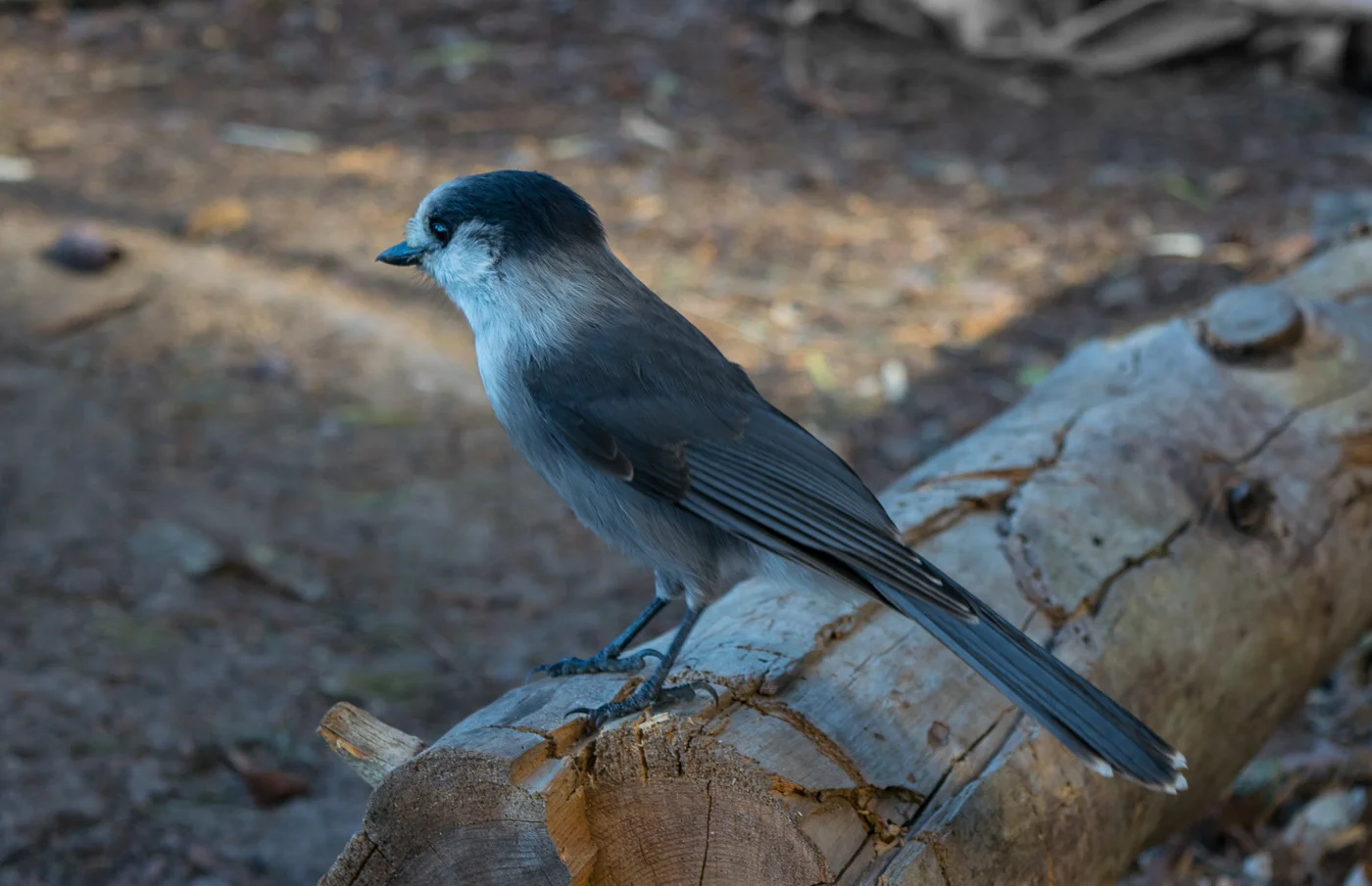 DSC_0145.jpg