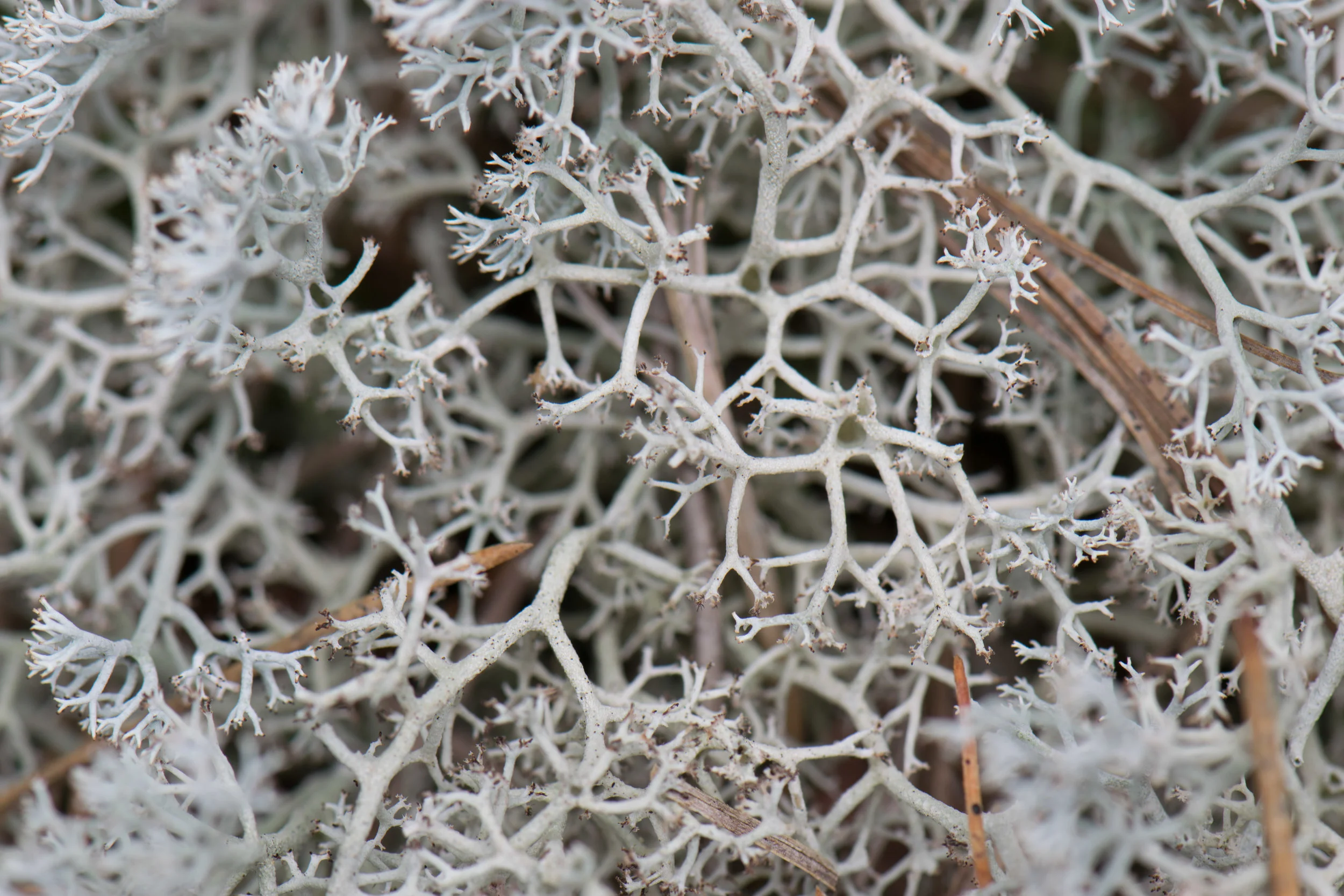 DSC_0452.jpg