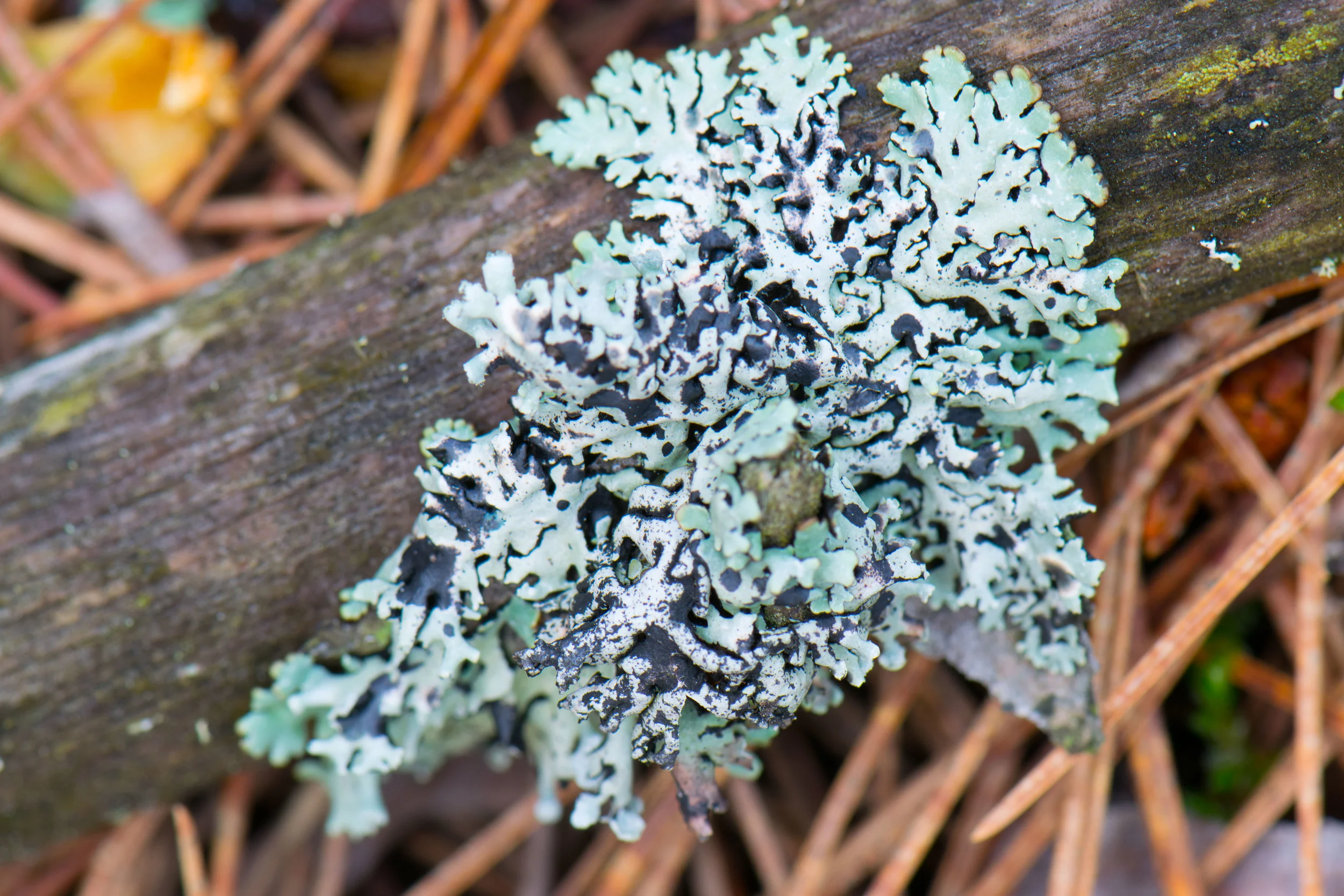 DSC_0460.jpg