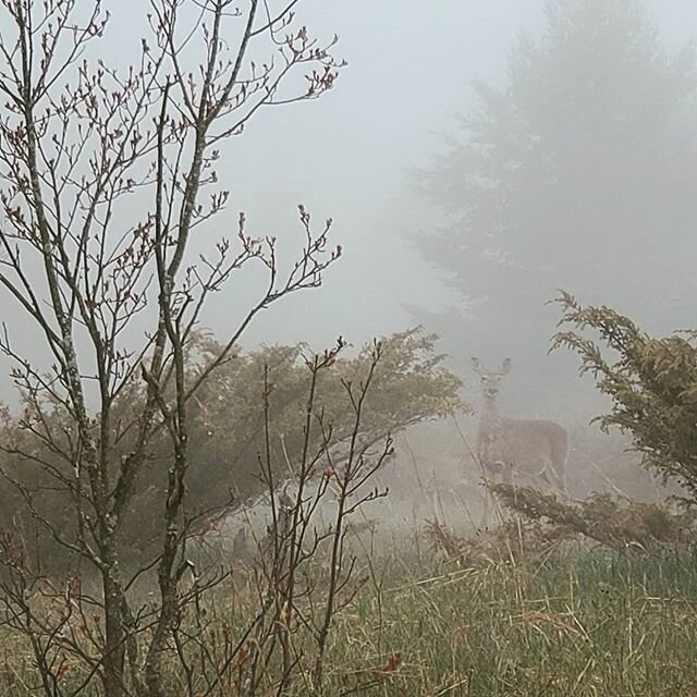 Ghost #deer #foggymorning