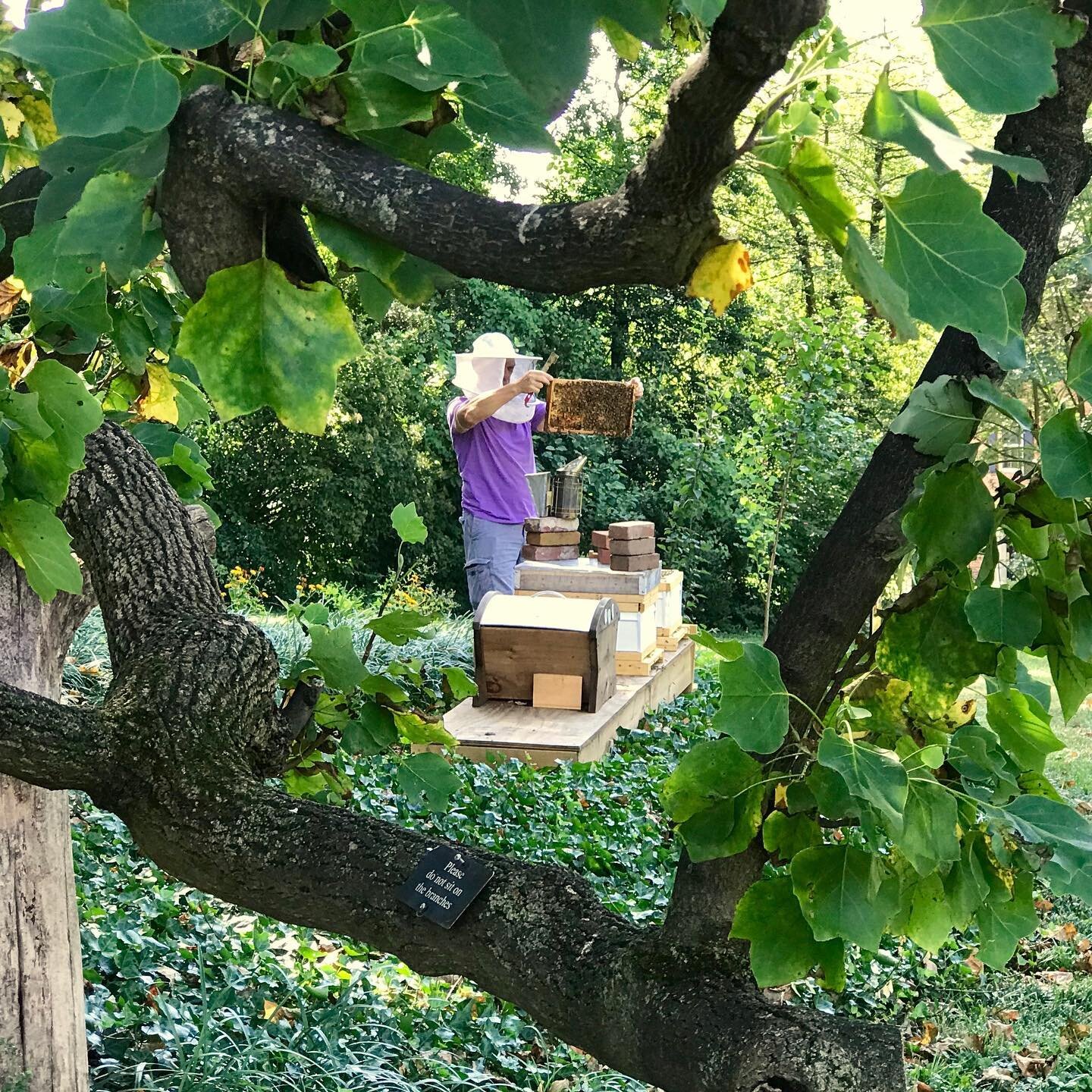 Heritage Honey is happy to join forces with historic Tudor Place to help establishing sustainable beekeeping in Washington DC