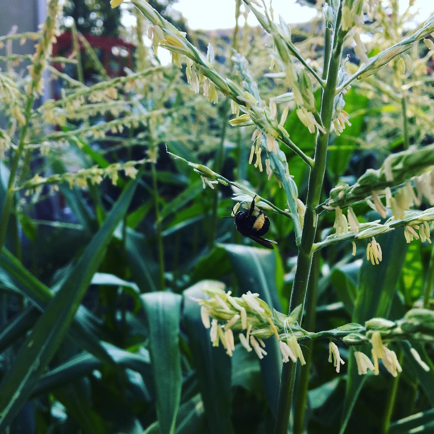 Native bee collects pollen from corn in my garden.
Which proofs the point: pesticides used in corn fields can harm native pollinators. (Probably honeybees too).