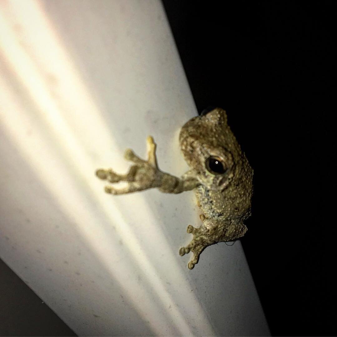 Cute garden visitor 🐸