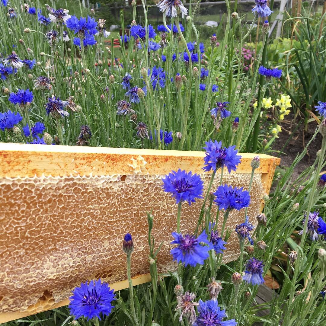 Memorial Day weekend. Cornflower and a full frame of honey.