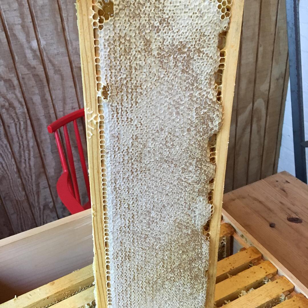 First D.C. honey May 2017