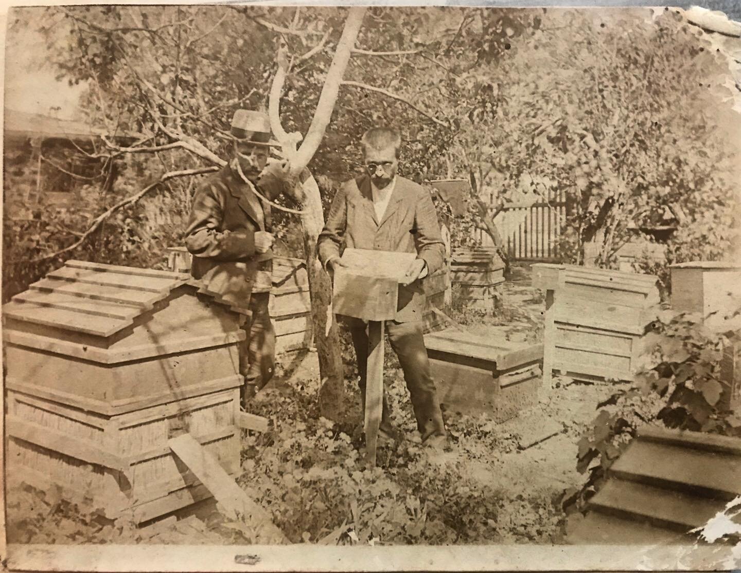 The first family beekeeper in his apiary, setting up a nucleus hive. Early 1900s.