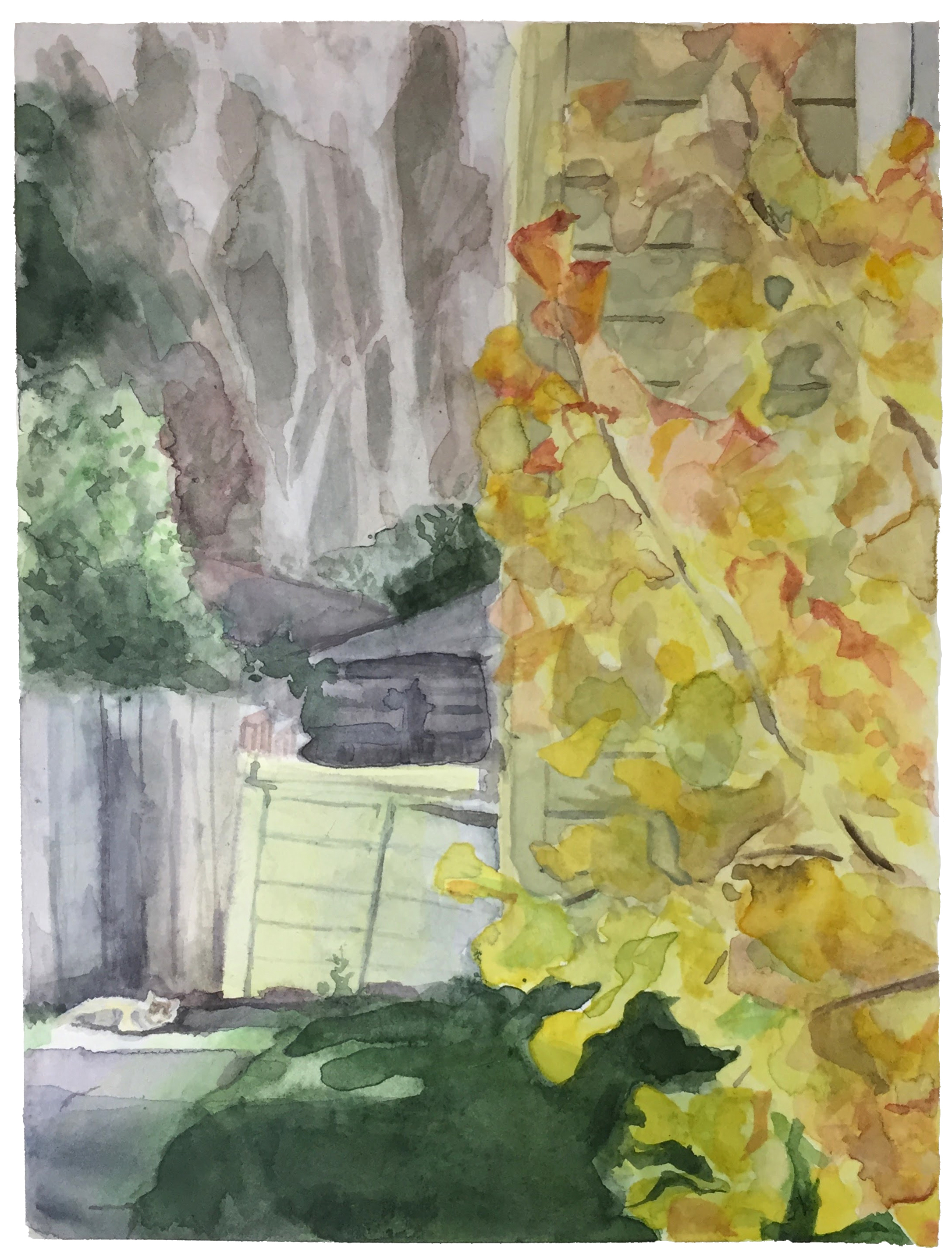 Cat in Driveway 2 (with Gingko Tree)