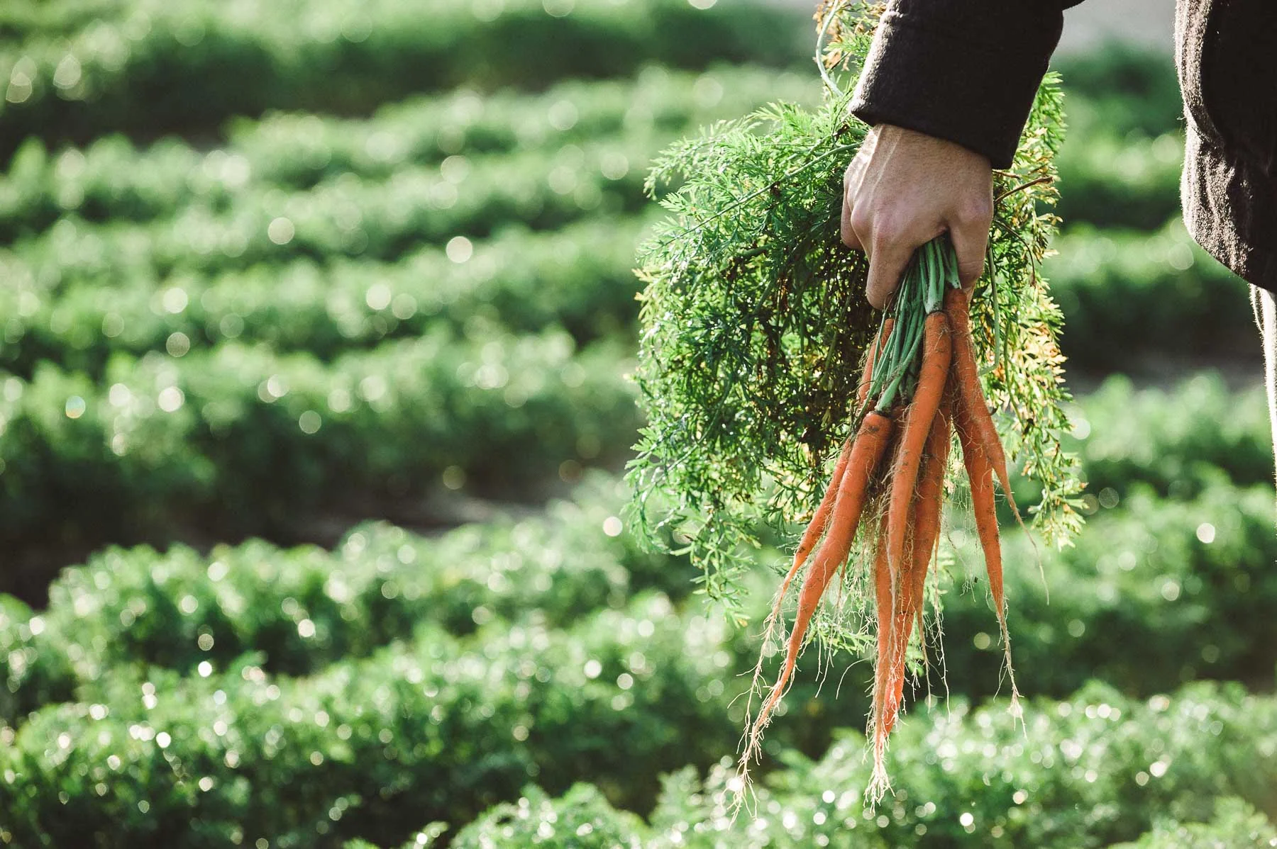 Generation Farms