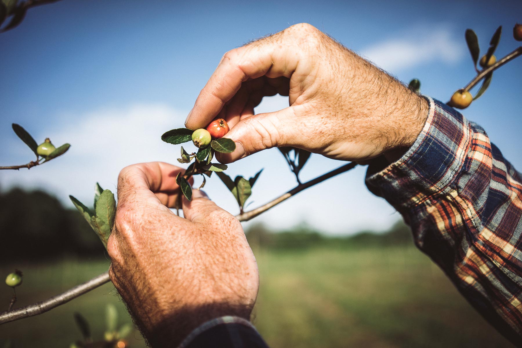 Florida Farm Photography