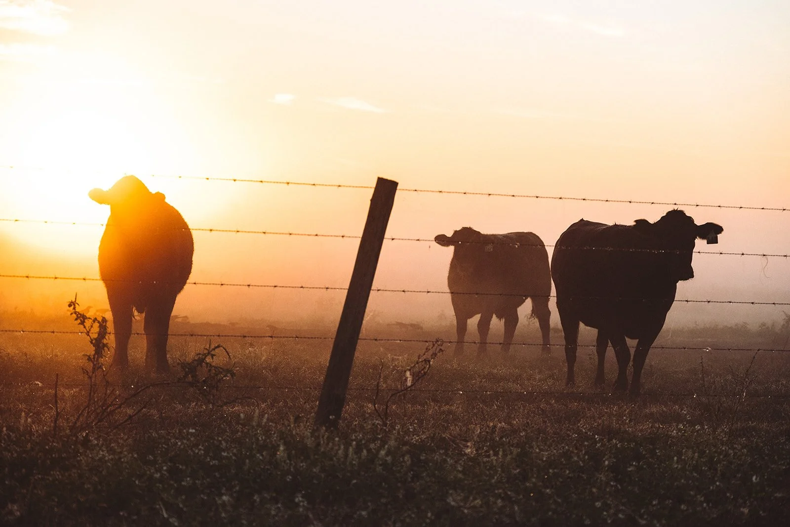 Early Morning at Everglades Ranch - Vero Beach, Florida