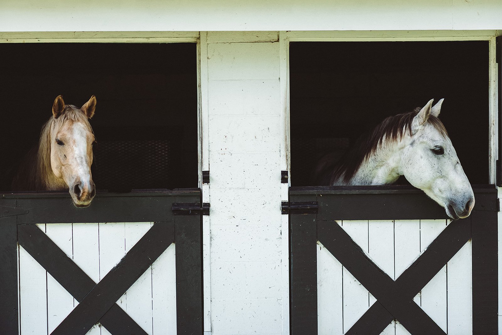 Horses Resting at the End of the Day - Everglades Ranch - Vero Beach, Florida