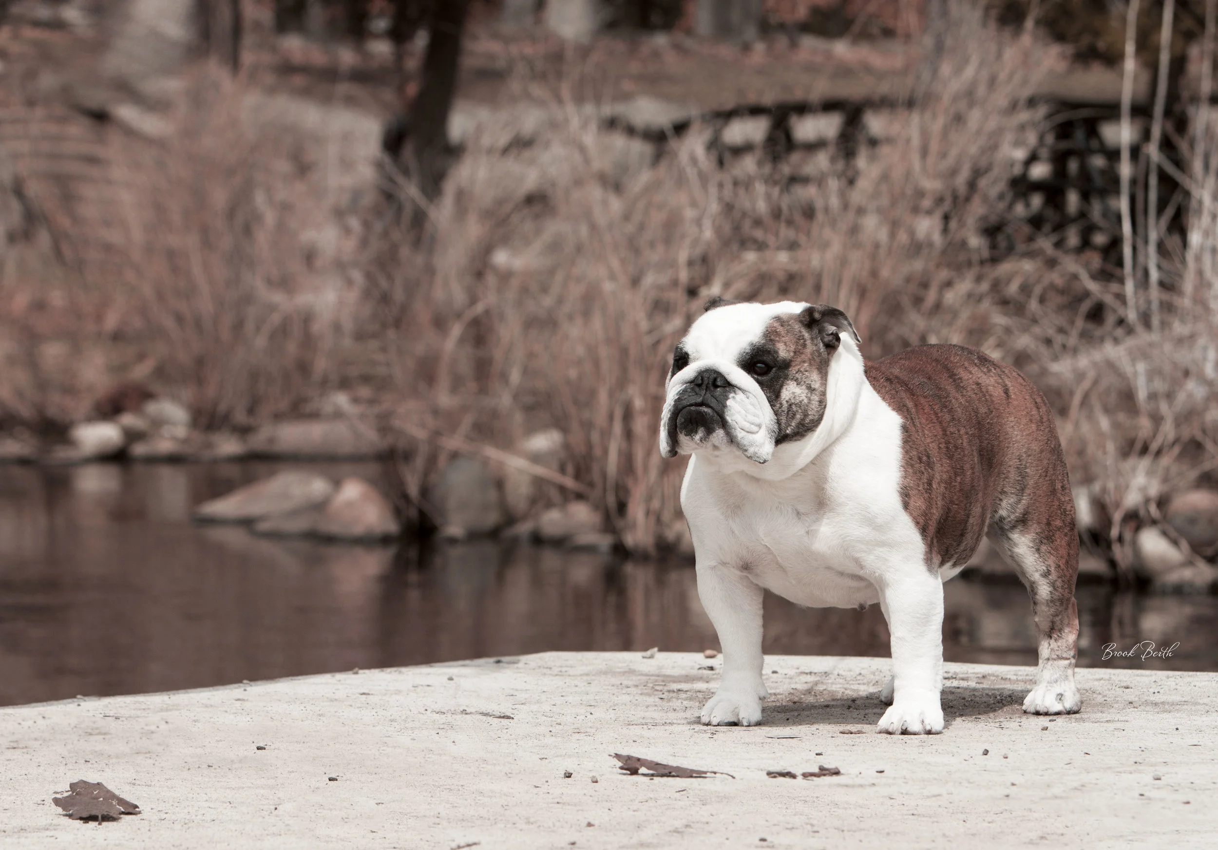 Annabelle-IMG_4524.jpg