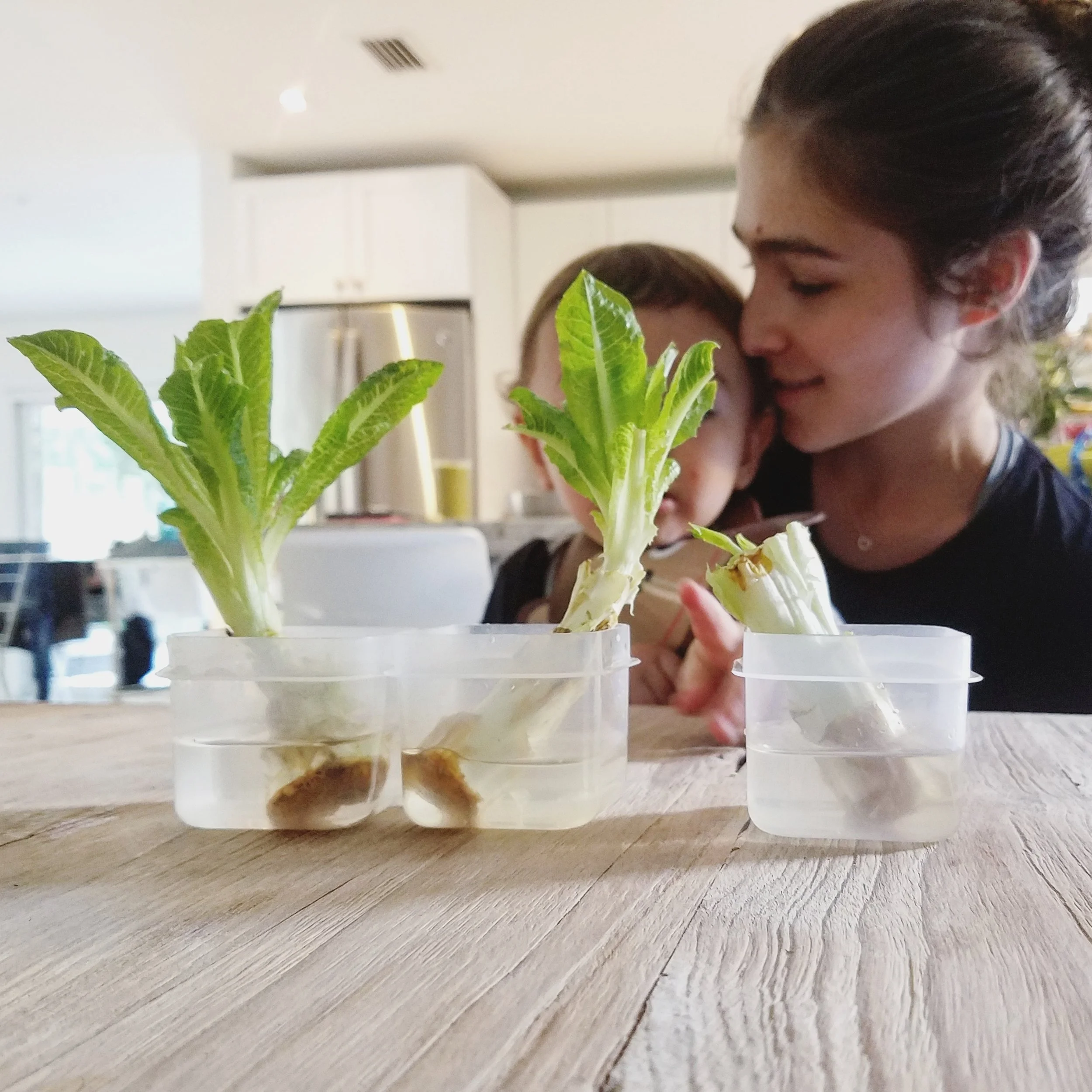 Regrowing romain lettuce from scraps