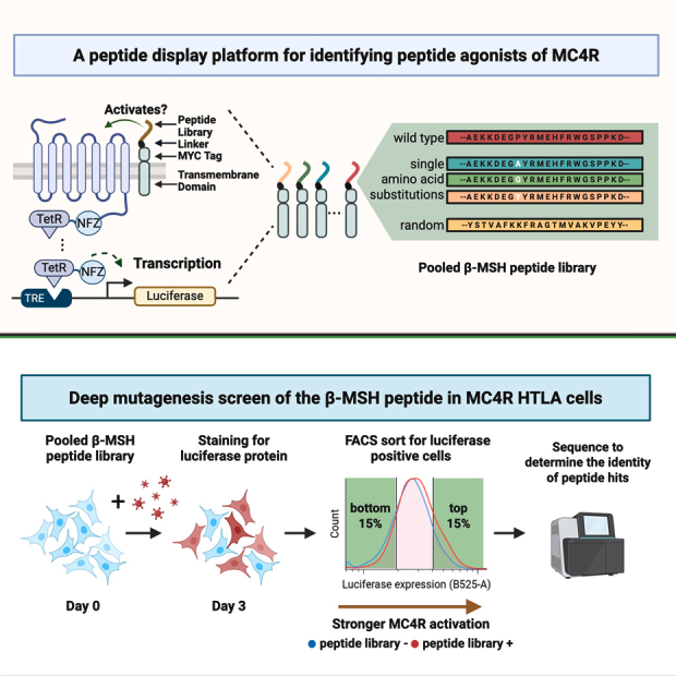 Scientific diagram illustration