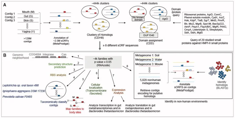 A workflow diagram for identifying and analyzing small proteins in the human microbiome