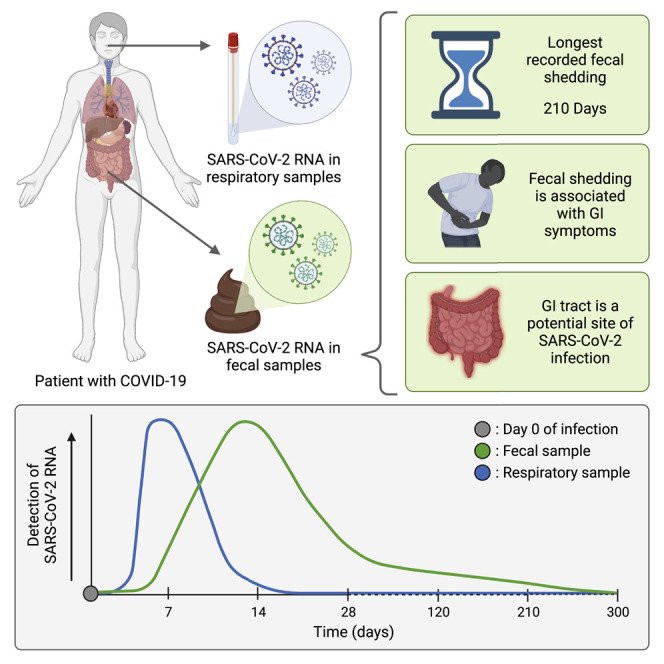 Infographic showing how COVID-19 virus can be detected in patients' respiratory and fecal samples, with fecal shedding lasting much longer than respiratory shedding.