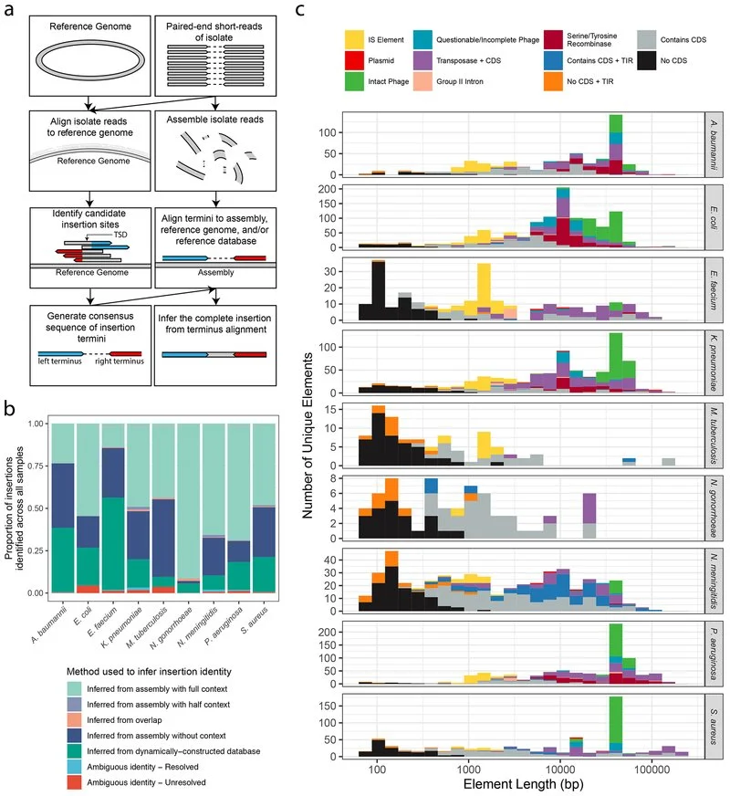 This graphic explains how scientists find and count mobile pieces of DNA in various bacteria using a step-by-step mapping process.